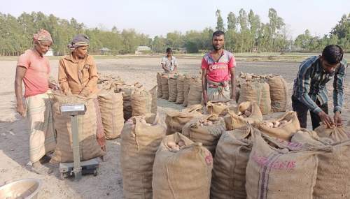 আলু নিয়ে বিপাকে চাষিরা