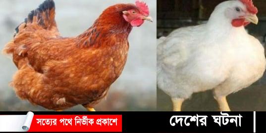 বেড়েছে মুরগির দাম কেজিতে ৫০ টাকা