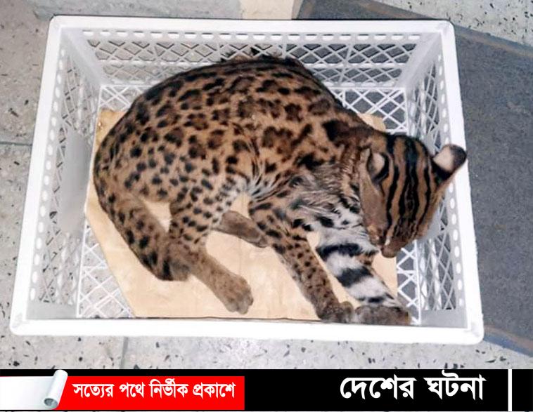 মুরাদনগরে বিরল প্রজাতির মেছো বাঘ উদ্ধার