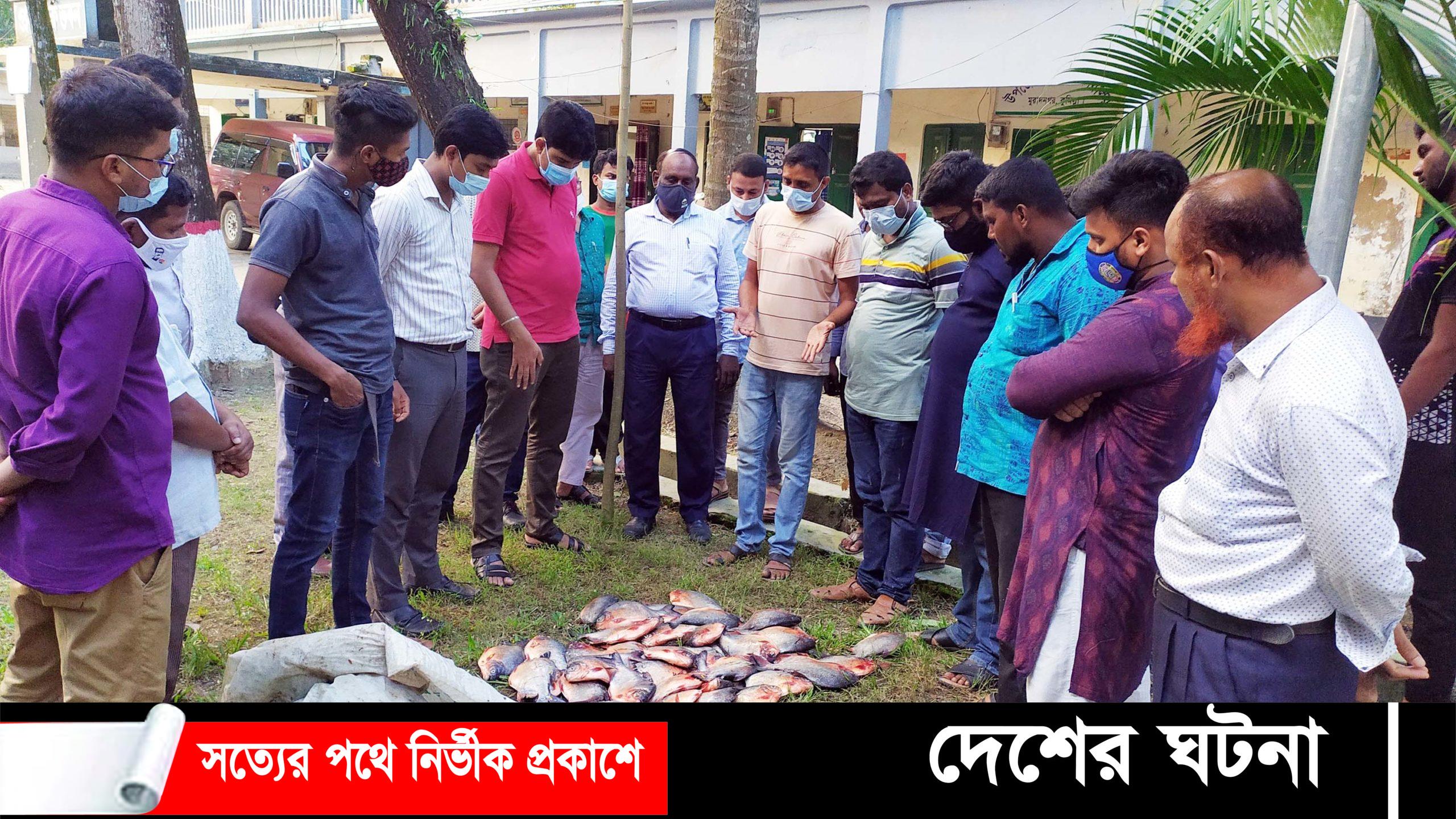 মুরাদনগরে ‘পিরানহা’ মাছ জব্দ ভ্রাম্যমাণ আদালতে জরিমানা