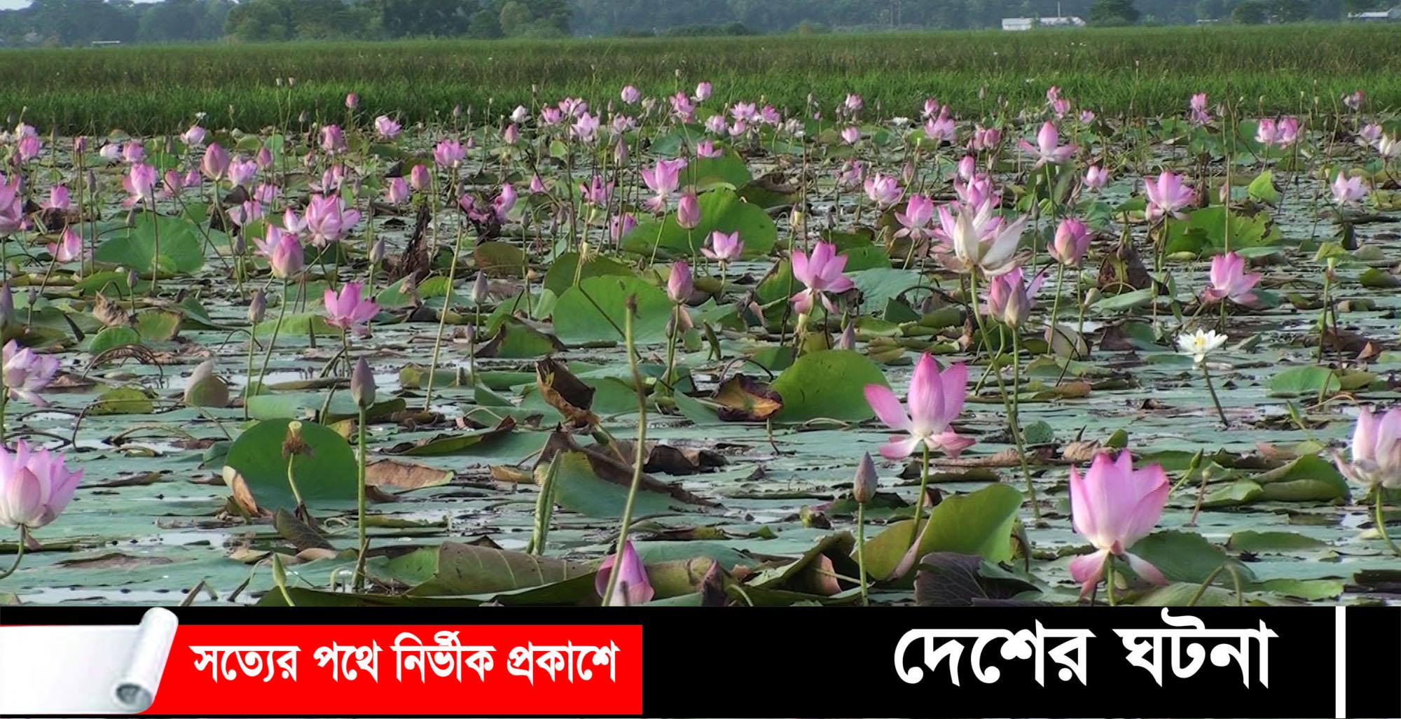 “বিল জুড়ে অনিন্দ্য সৌন্দয্যের আভা ছড়াচ্ছে রাশি রাশি গোলাপী পদ্ম”