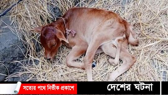 চাঁদপুরে ৬ পা নিয়ে বাছুরের জন্ম