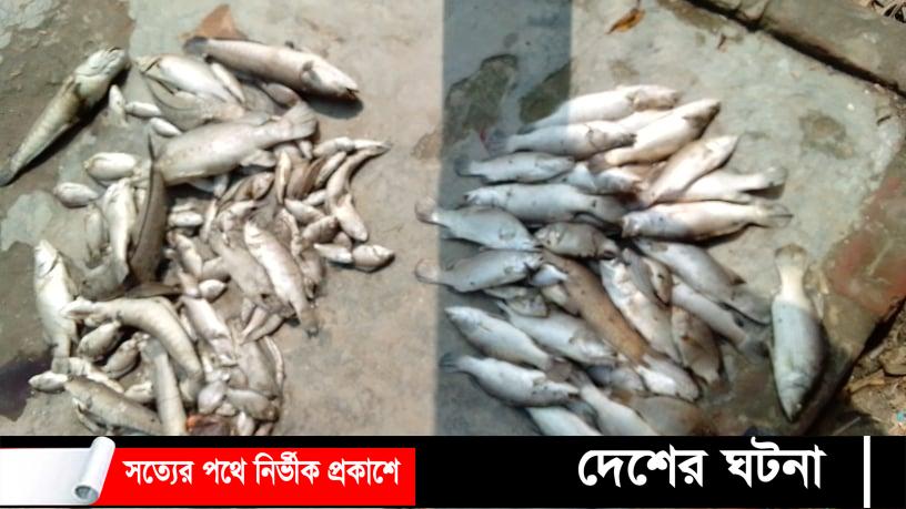 মৎস্য ঘেরে বিষ প্রয়োগে ১০ লাখ টাকার মাছ নিধন তালতলী