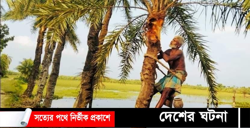 লালপুরের গাছিরা খেজুরের রস-গুড় সংগ্রহে গাছ প্রস্তুতি কাজে ব্যাস্ত