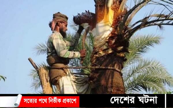 হেমন্তের শুরুতে  খেজুর গাছ পরিচর্যায় ব্যস্ত গাছীরা
