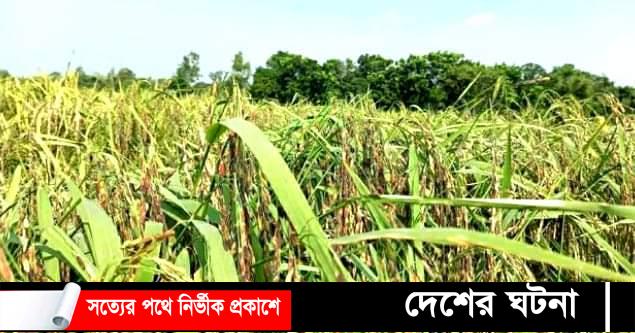 প্রথমবারের মতো রাণীশংকৈলে বিরল “কালো ধানের” চাষ; ধানক্ষেত দেখতে মানুষের ভিড়