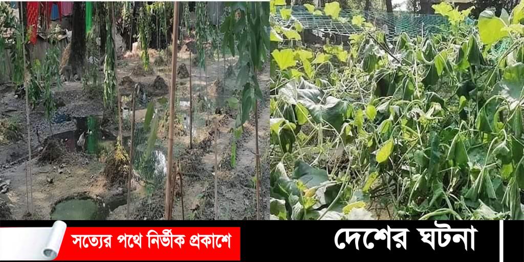 কান্নায় ভেঙ্গে পড়ে, গাছ মালিক মনির চৌদ্দগ্রামে গাছ কেটে লক্ষাধিক টাকার ক্ষতি