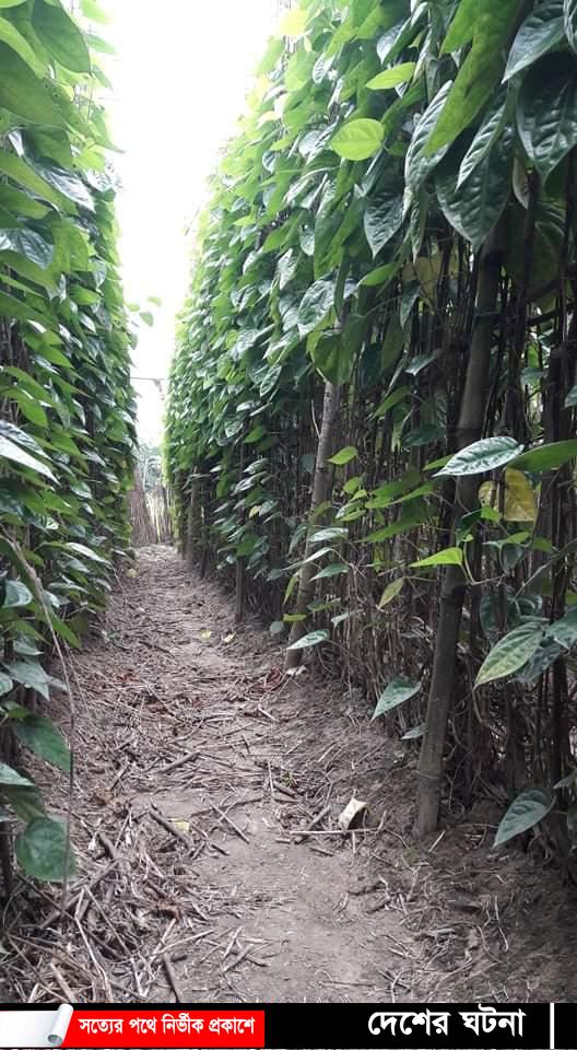 ভালো নেই ঝিনাইদহের হরিণাকুণ্ডুর পান চাষীরা