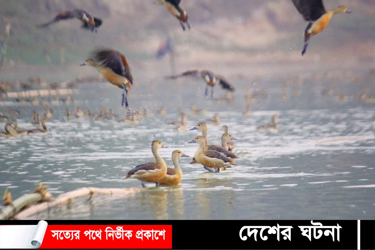 পরিযায়ী পাখির কলতানে মুখরিত জবই বিল