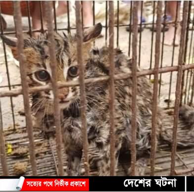 কুমিল্লা সদর দক্ষিণে সবজি বাগানে মিললো মেছোবাঘ