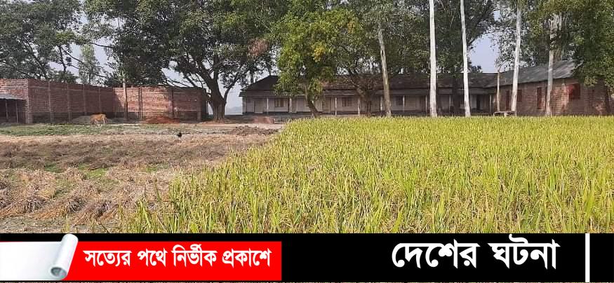 পলাশবাড়ী কারিগরি কলেজের মাঠের জমিতে ধানচাষ বন্ধক থাকে বারোমাস