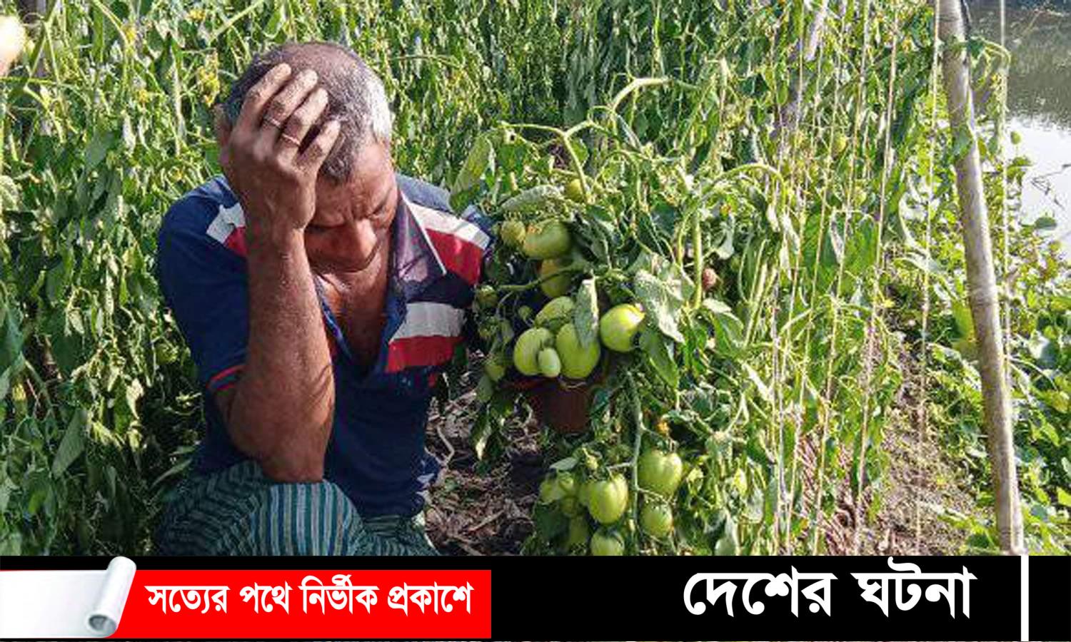 শক্রুতা হলো টমেটো গাছের সাথে