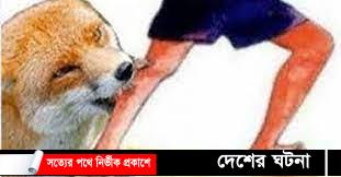  শেয়ালের কামড়ে নারী ও শিশুসহ আহত- ১০