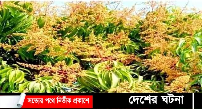 শীত বিদায় নেওয়ার কালে ডালেডালে আমের মুকুলে ভরে যাচ্ছে