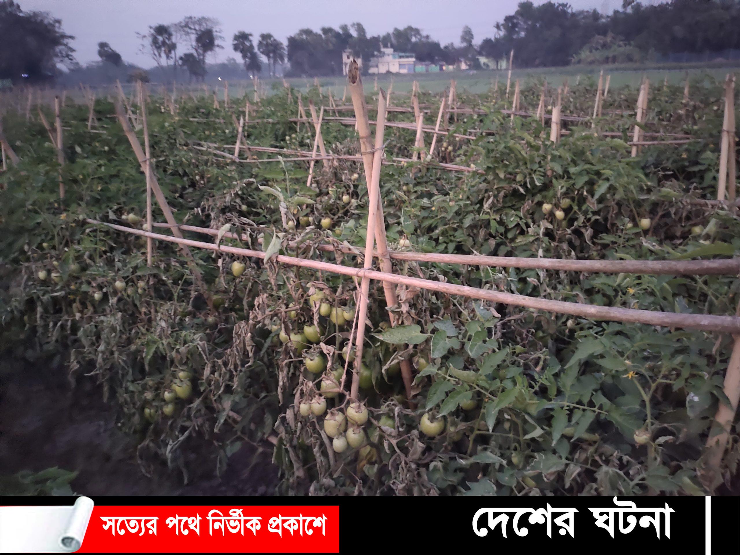 দেবীদ্বারে ৪০ শতাংশ হিটলার টমাটোর গাছ পুড়িয়েছে দুর্বৃত্তরা – অসহায় কৃষক