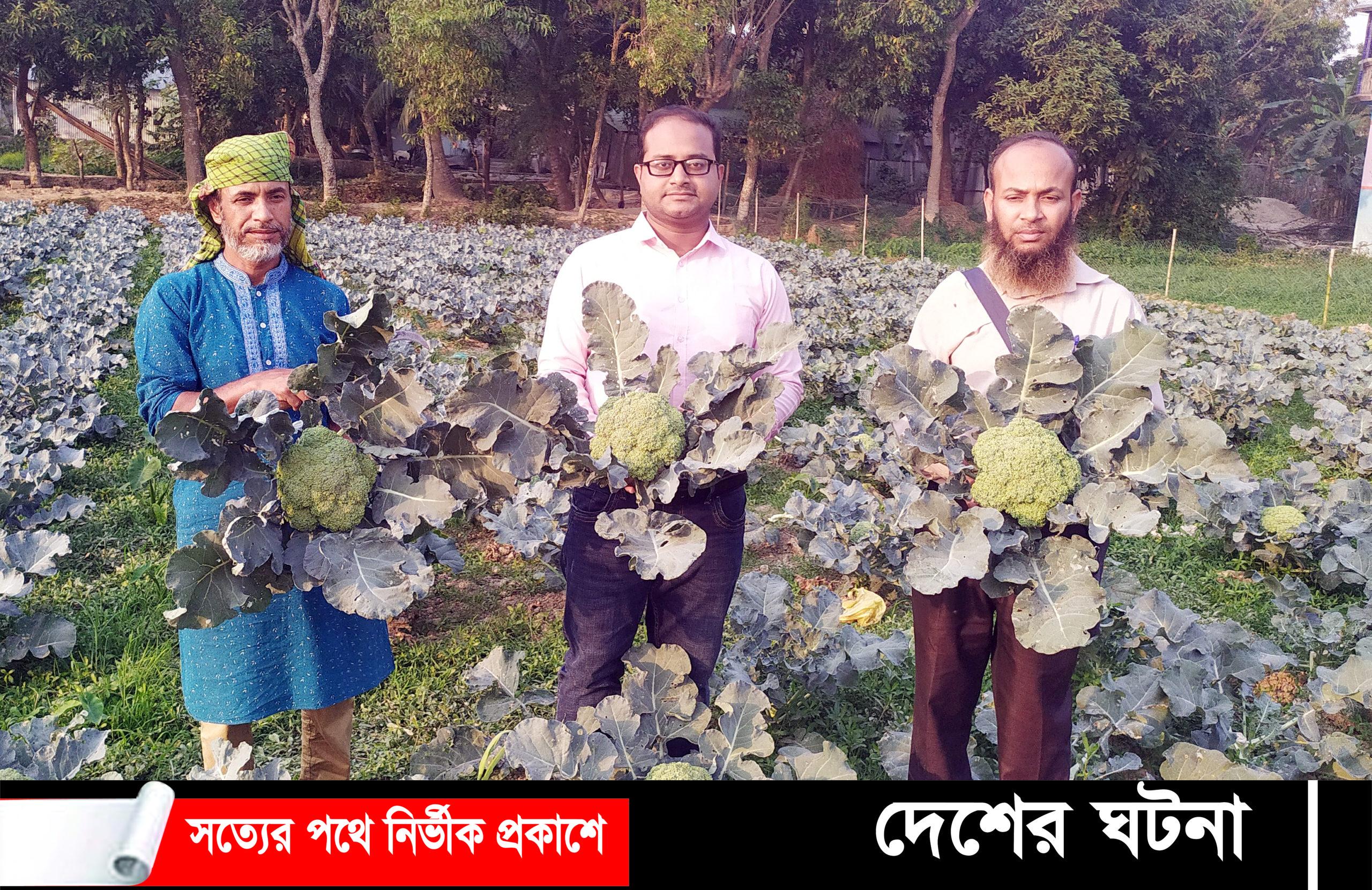 মুরাদনগরে কৃষকদের মাঝে বিদেশী সবজি চাষে বাড়ছে আগ্রহ