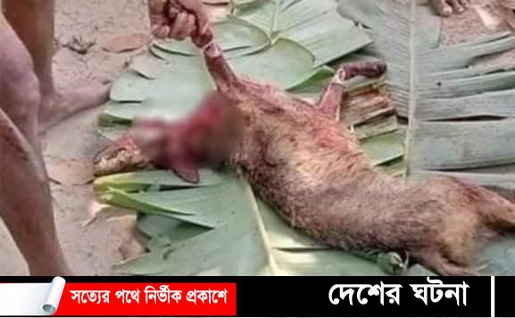 ফেসবুকে পোস্ট দিয়ে শিয়ালের মাংস বিক্রি, থানায় মামলা