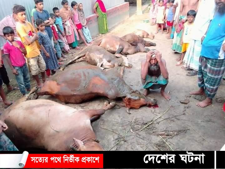কুমিল্লার মুরাদনগরে বৈদ্যুতিক শর্টসার্কিটে ছয় গরুর মৃত্যু, খামারীর মাথায় হাত!