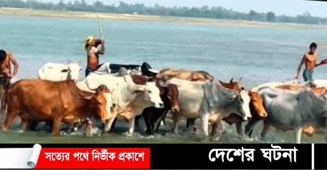 ডিমলায় প্রশাসনের তৎপরতায় রাতের আধারে ভারতীয় গরুর বাণিজ্য বন্ধ