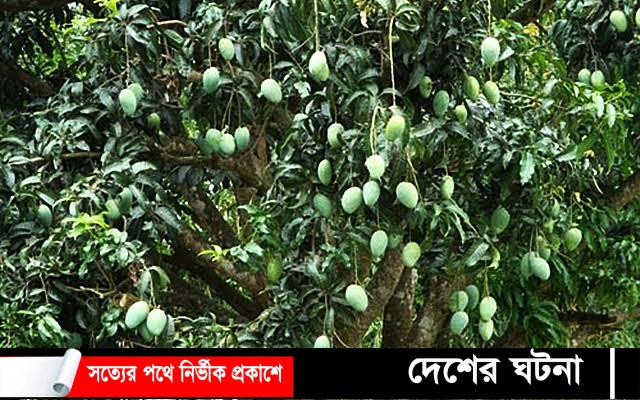 ঝিনাইদহের হরিনাকুন্ডুতে আম পাড়তে যেয়ে এক বয়ষ্ক ব্যাক্তির মৃত্যু