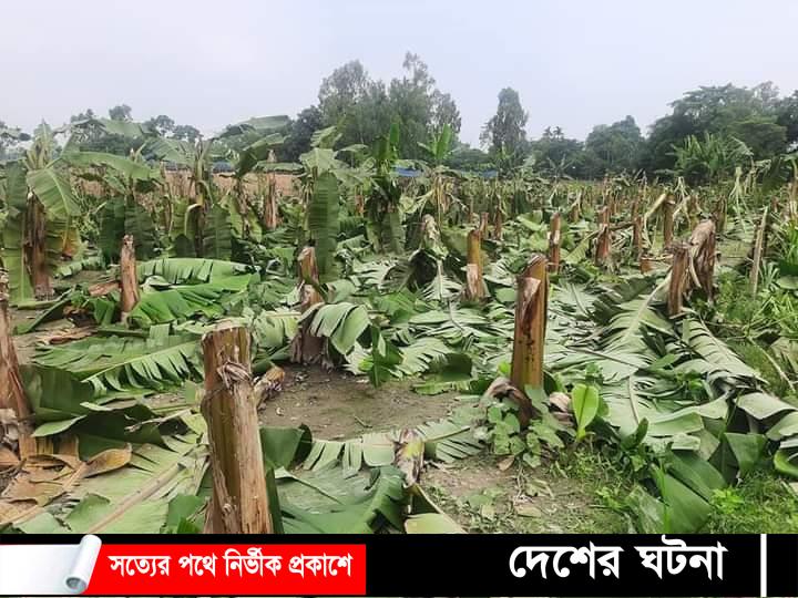 পলাশবাড়ীতে আওয়ামীলীগ নেতার ৯ বিঘা জমির ফসল কর্তন: উভয়পক্ষের আহত ১৫