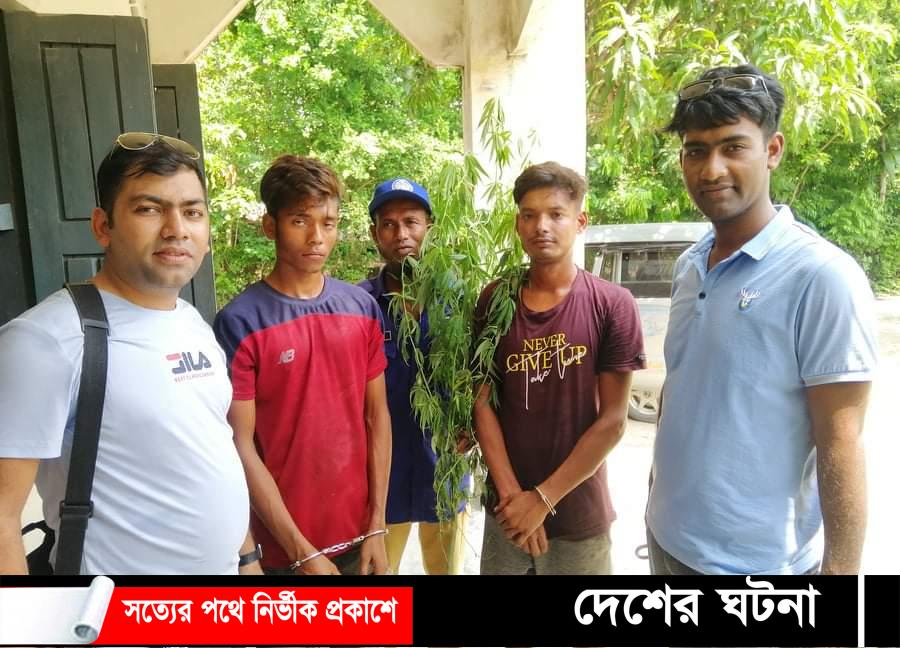 মাছের ঘেরে শ্রমিকের গাঁজা চাষ, আটক ২