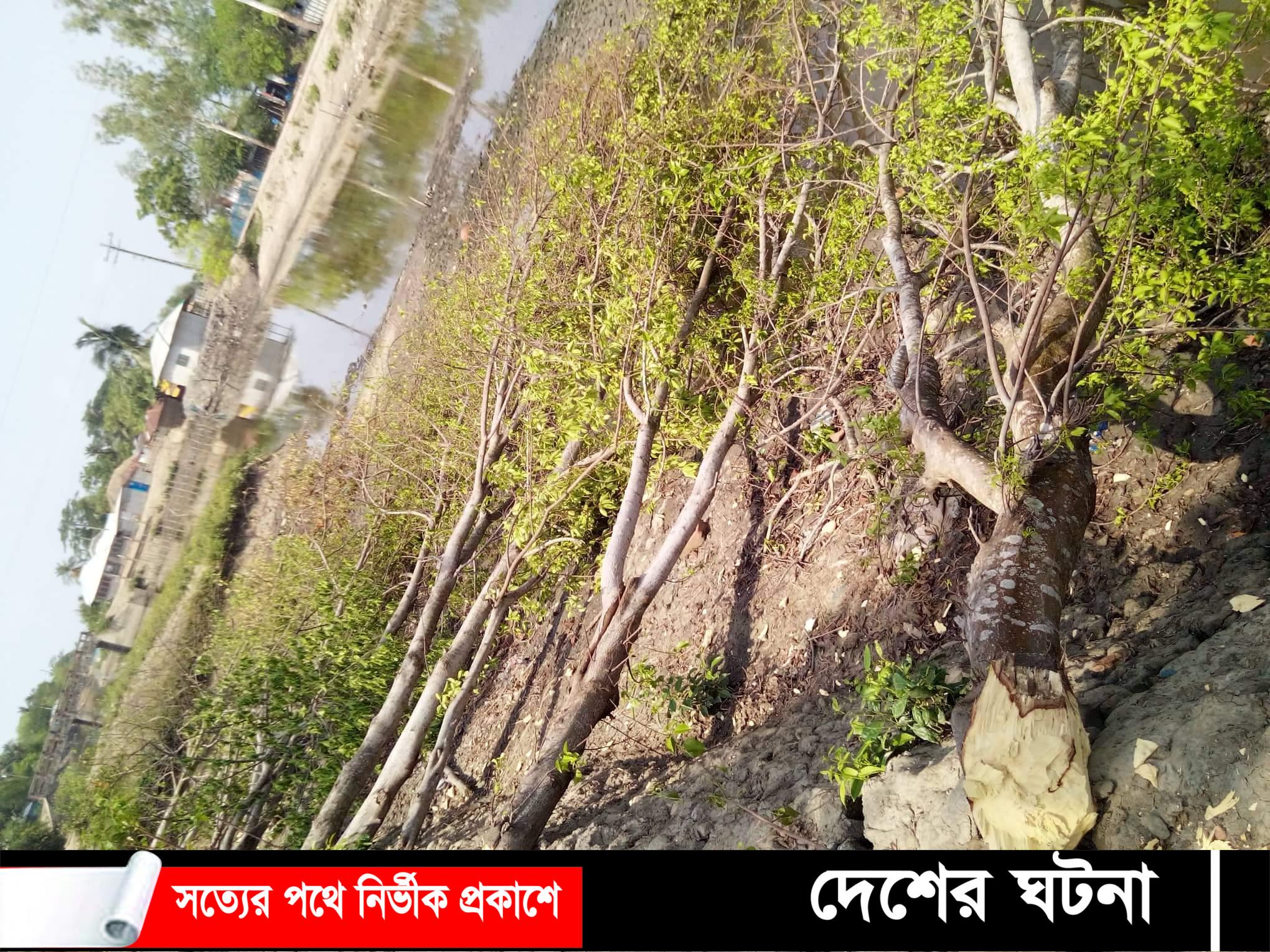 পাইকগাছায় খাল খননের নামে নিম গাছ সহ বিভিন্ন প্রজাতির গাছ কাটার অভিযোগ