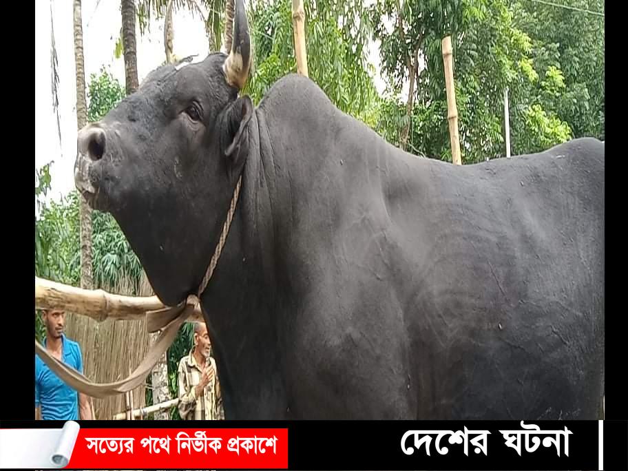 ক্যাপটেন ১, ২ নড়াইলের সবচেয়ে বড় গরু বলে দাবি খামারির!