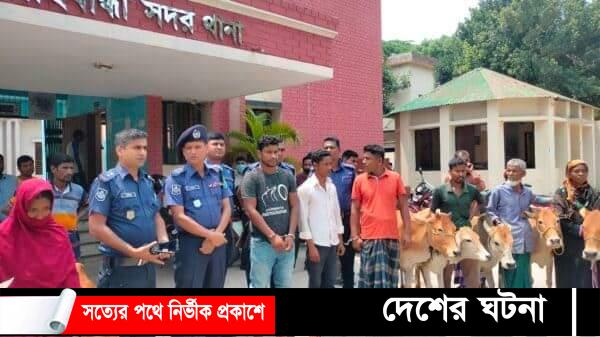 গাইবান্ধায় ৭টি গরু উদ্ধার ৩ গরু চোর গ্রেফতার
