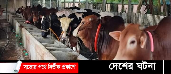 কুমিল্লার খামারিরা ভারতীয় গরুর প্রবেশ নিয়ে শঙ্কায়