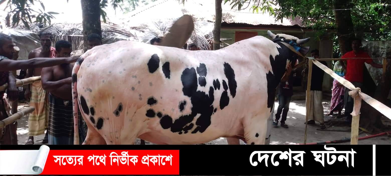 খুলনার বটিয়াঘাটায় এবার ঈদে ডনের মূল্য বিশ লাক্ষ টাকা!