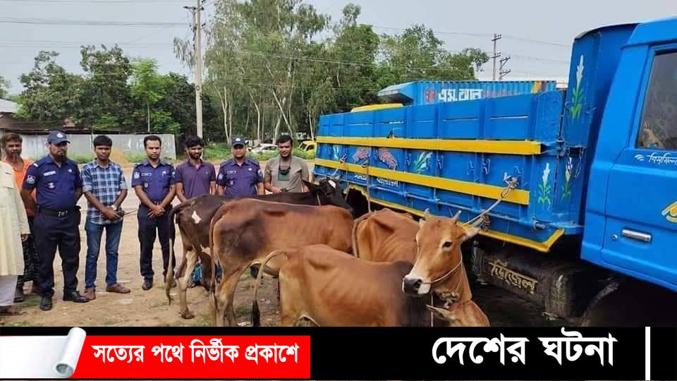 শাজাহানপুরে চোরাই গরুসহ চোর চক্রের এক সদস্য গ্রেফতার   মিজানুর রহমান মিলন,