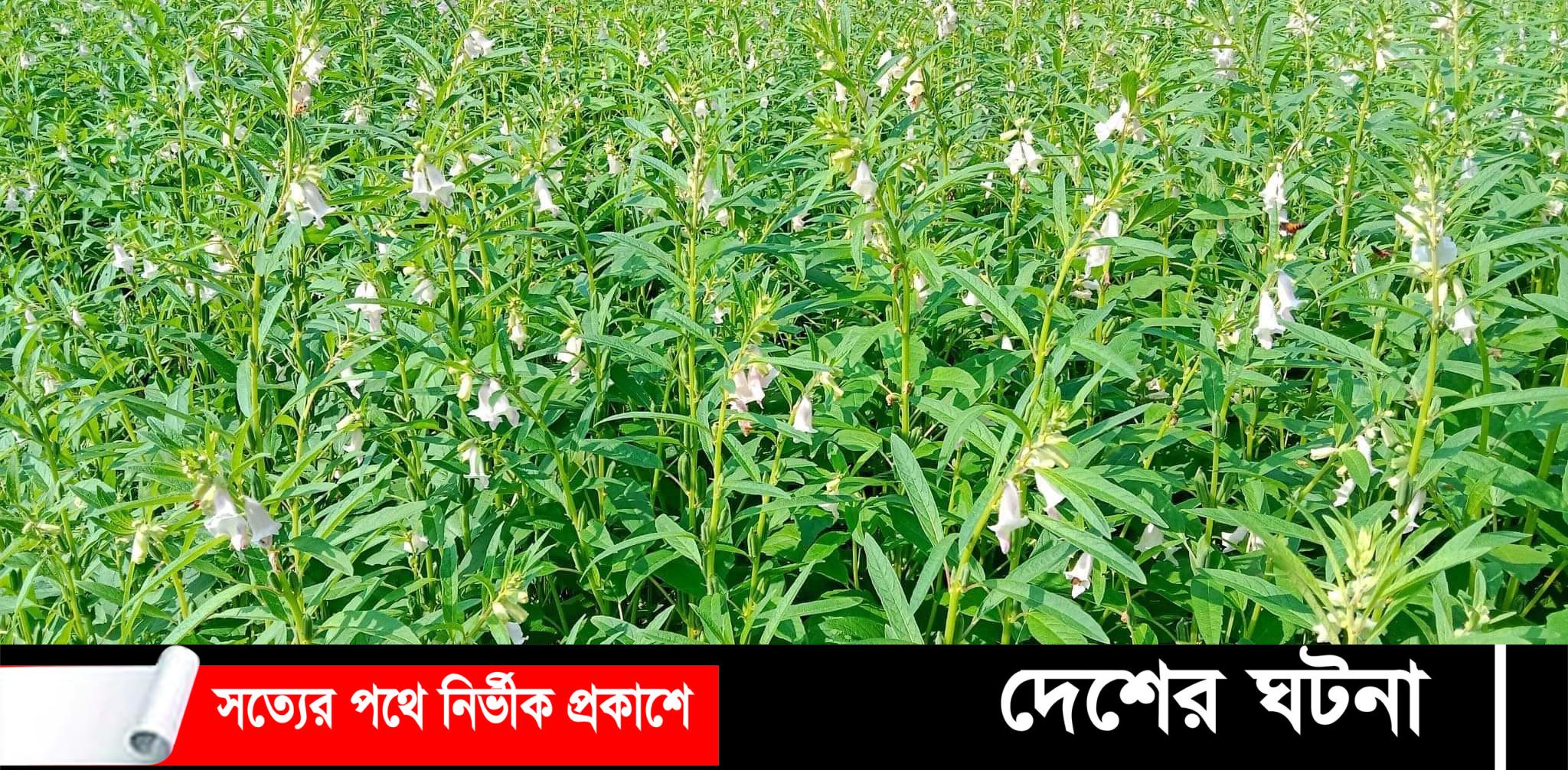 দেবীদ্বার সবুজের মাঠে তিল ফুলের হাঁসি