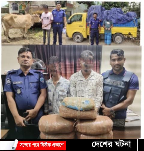 দেবীদ্বারে দুই মাদক ব্যবসায়ী,গরুচোর ও শাড়ী চোরাকারবারি আটক