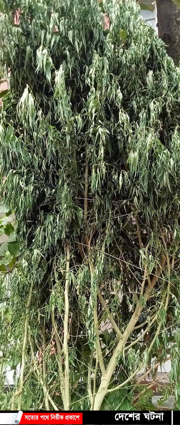 খুলনার পাইকগাছায় গাঁজা গাছসহ চাষী আটক