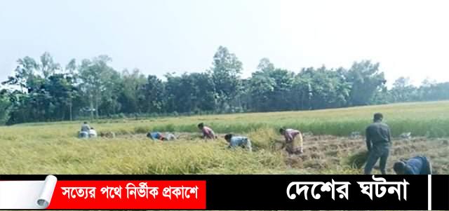 কুমিল্লায় দুই কৃষকের হাতাহাতিতে একজনের মৃত্যু