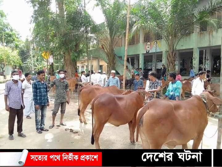 চরখোয়াজ সরকারি প্রাথমিক বিদ্যালয় মাঠে কোরবানির গরুর বাজার অনুষ্ঠিত