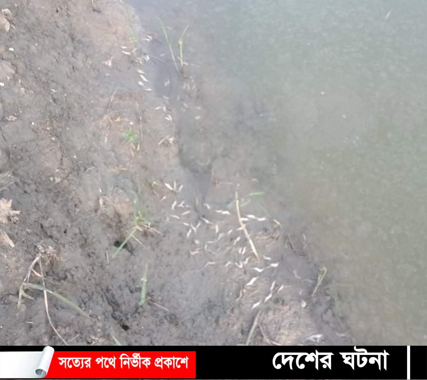 নড়াইলের কালিয়ায় ঘেরে বিষ দিয়ে ৩ লাখ টাকার মাছ নিধন