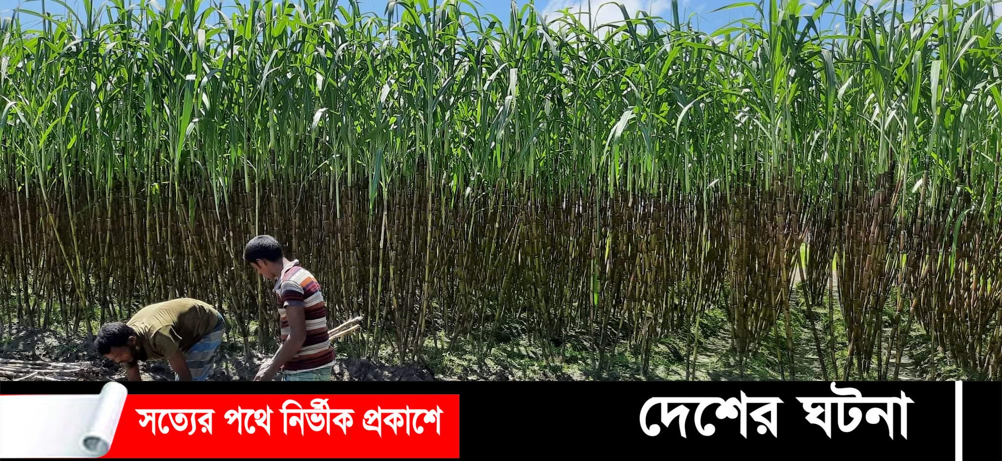 নীলফামারীর ডোমারে বেড়েছে আখের চাষ দামেও খুশি চাষীরা