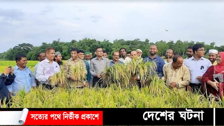 বুড়িচংয়ে পতিত জমিতে আউশের বাম্পার ফলন