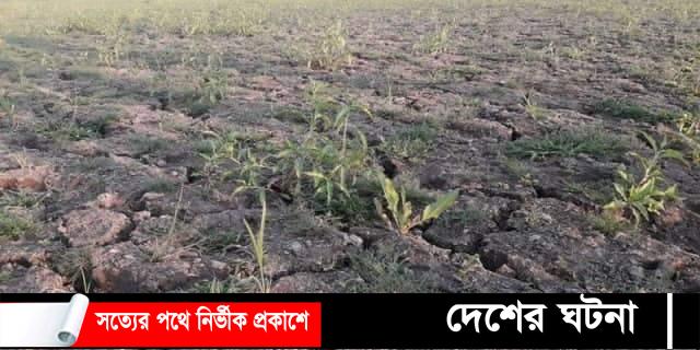 বৃষ্টির জন্য হাহাকার:লক্ষ্মীপুরে বৃষ্টি না হওয়ায় আমন রোপন ব্যহত!