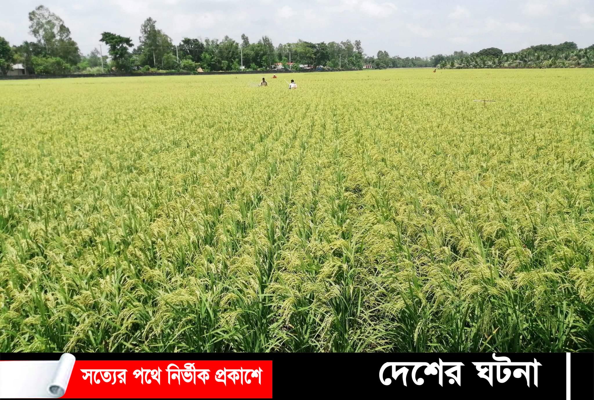 নীলফামারীর ডোমারে বিএডিসি’র ২৪০ একর জমিতে আউশ ধান চাষ