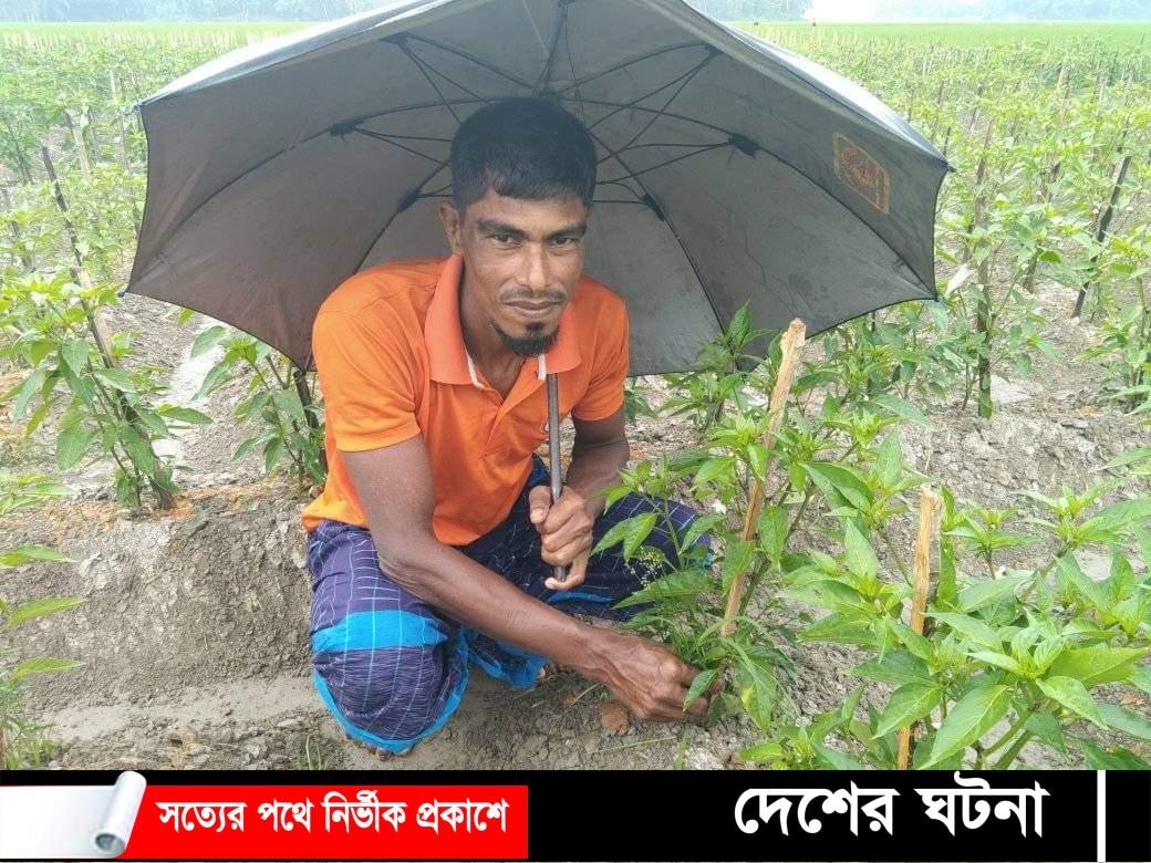 বগুড়ার শেরপুরে জমে উঠেছে মরিচ চাষ