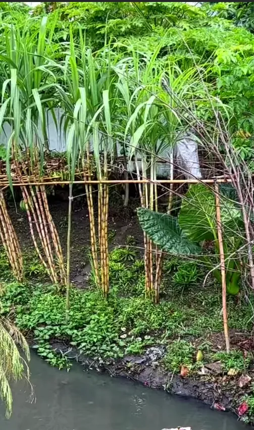 চাঁদপুরের ময়লা খালে সবজি চাষ করছে জাহাঙ্গীর আলম