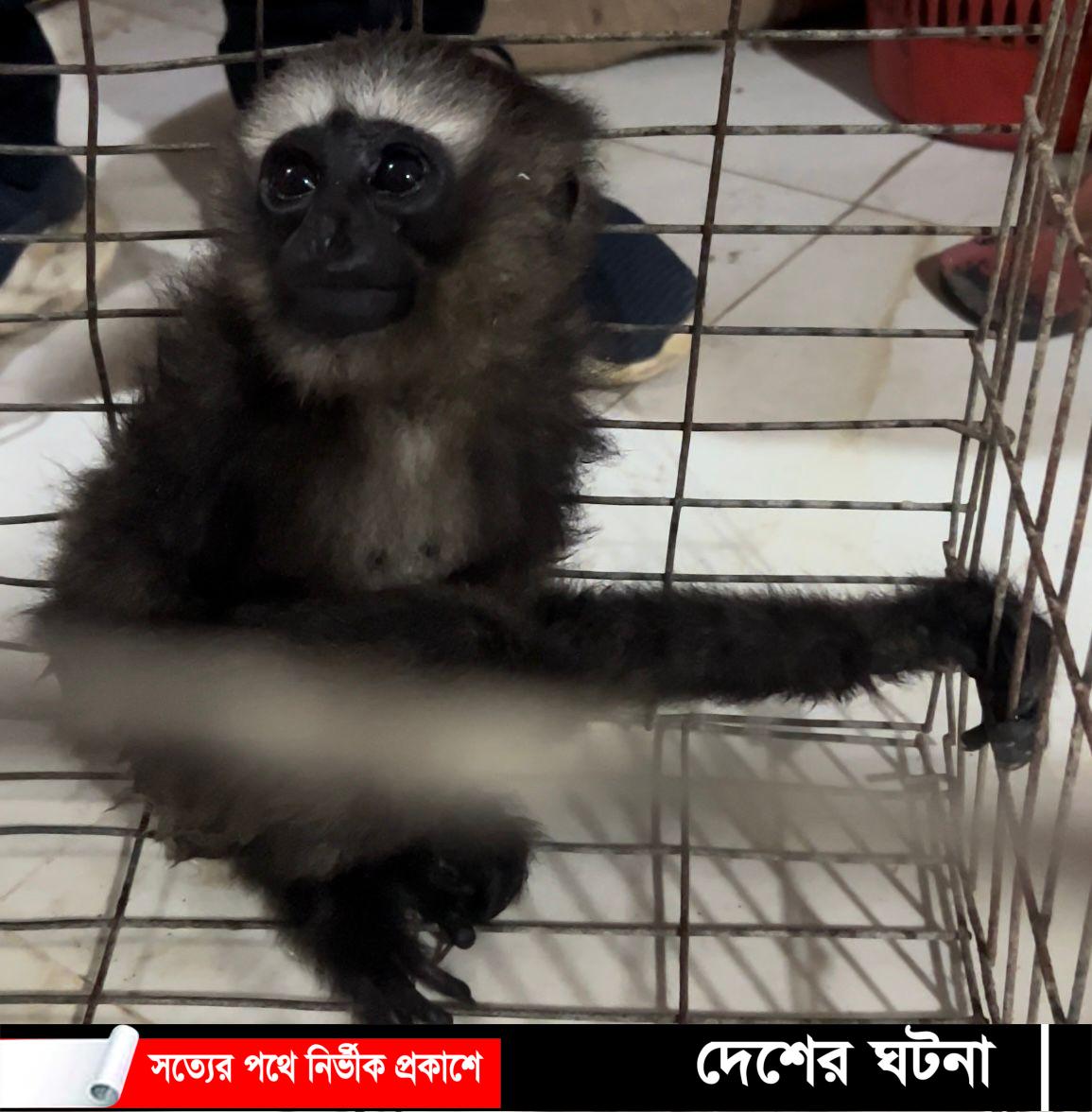 কুমিল্লায় ডিবির হাতে উল্লুক উদ্ধার- গ্রেফতার ১