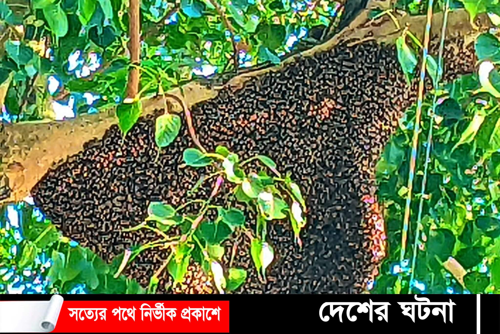 নীলফামারী থেকে হারিয়ে যাচ্ছে মৌচাক