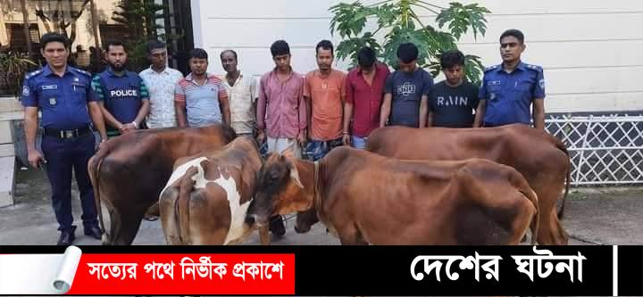 সোনাগাজীতে যুবলীগ নেতা সহ আন্ত:জেলা গরু চোর চক্রের ৮ সদস্য গ্রেফতার