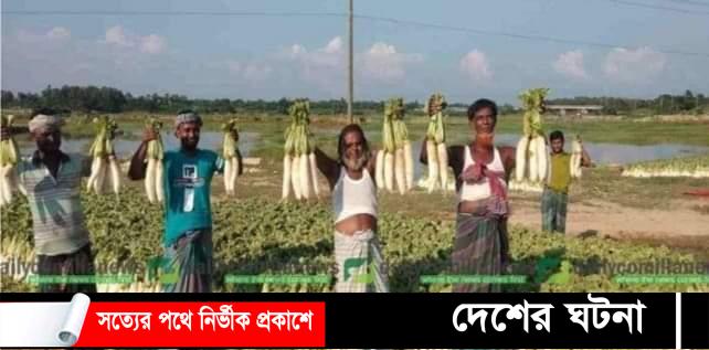 কুমিল্লা গোমতীর চরে মুলার বাম্পার ফলন