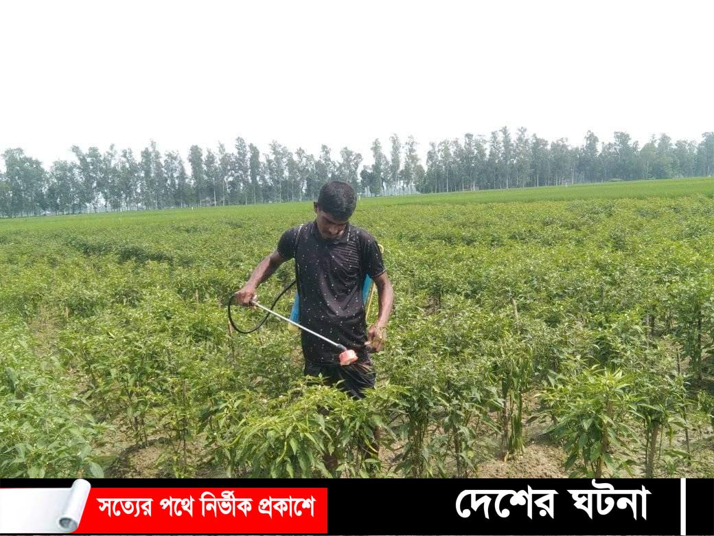 মরিচ চাষে বাম্পার ফলনের আশায় খুশি শেরপুরের কৃষক