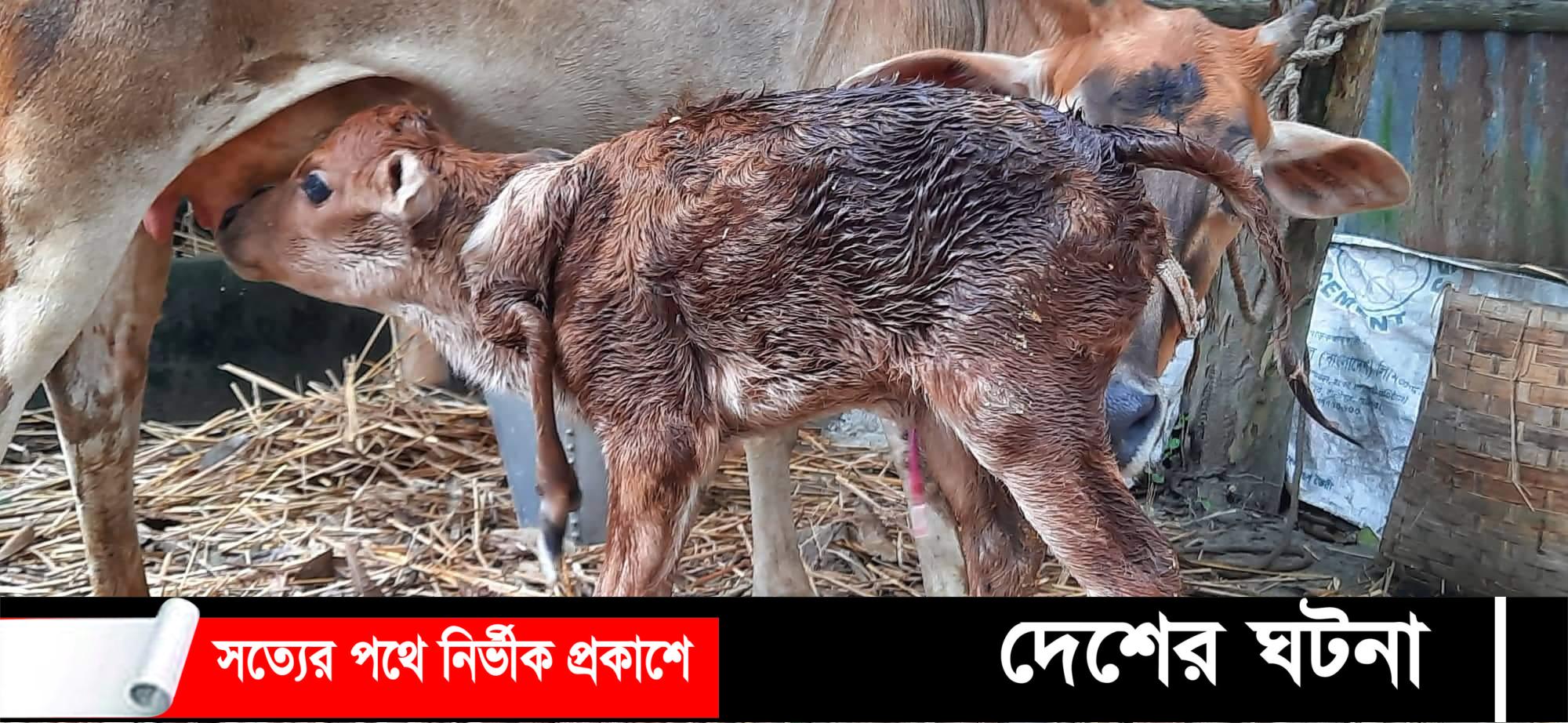 ডোমারে ৫ পা বাছুরের জন্ম,উৎসুক মানুষের ভীড়